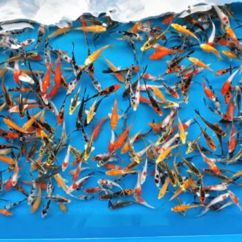 Assorted Pond 3 inch Koi Free Shipping