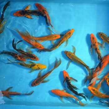 Assorted Butterfly 7 inch Koi Free Shipping