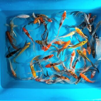 Assorted Butterfly 6 inch Koi