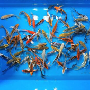 Assorted Butterfly 4 inch Koi