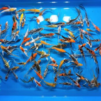 Assorted Butterfly 3 inch Koi