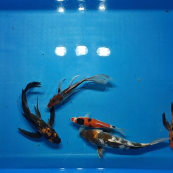 Select 7-11 inch Koi Package 5pcs Free Shipping