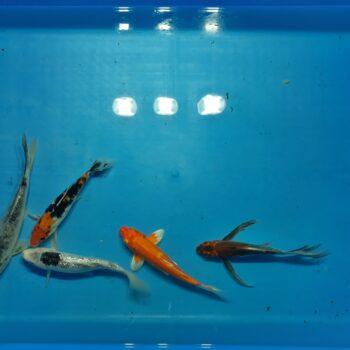 Select 6-10 inch Koi Package 5pcs Free Shipping