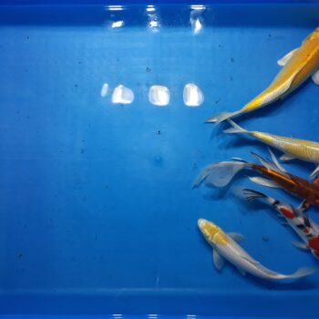 Select 9-11 inch Koi Package 5pcs Free Shipping