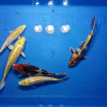 Select 10-11 inch Koi Package 5pcs Free Shipping