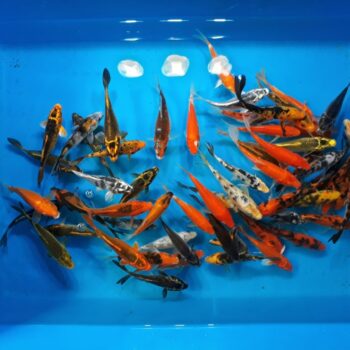 Assorted Pond 5 inch Koi Free Shipping