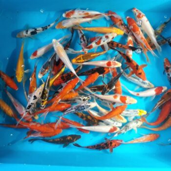 Assorted Pond 6 inch Koi Free Shipping