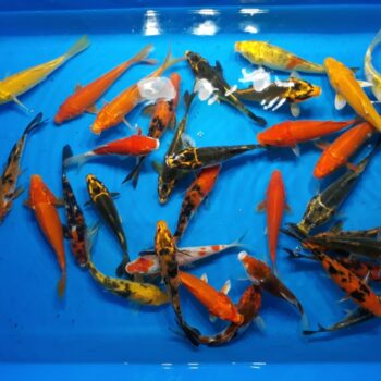 Assorted Pond 7 inch Koi Free Shipping