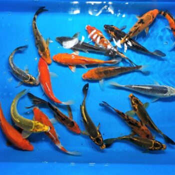Assorted Pond 8 inch Koi Free Shipping