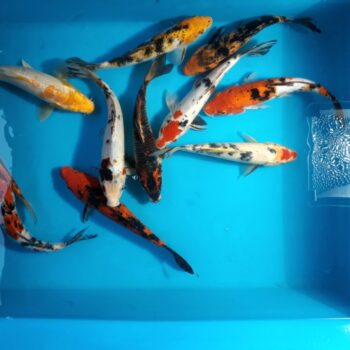 Assorted Pond 10 inch Koi Free Shipping