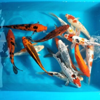 Assorted Pond 11 inch Koi Free Shipping