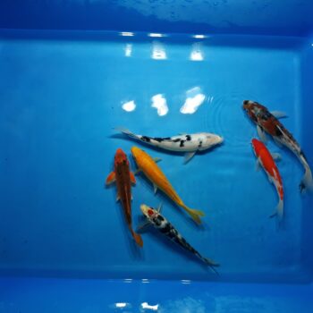 Select 7-9 Inch Koi Package 6 pcs Free shipping