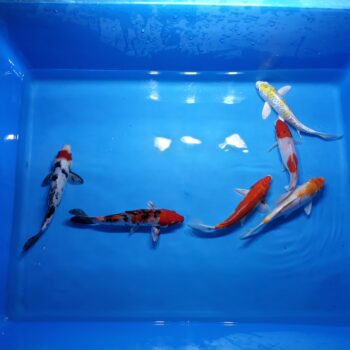 Select 8-9 Inch Koi Package 6 pcs Free Shipping