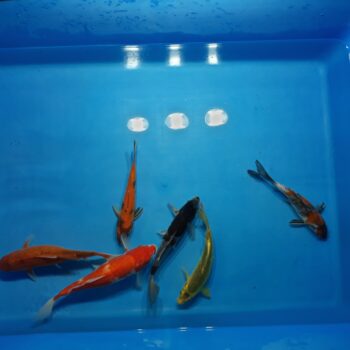Select 8-10 inch Koi Package 6 pcs Free Shipping