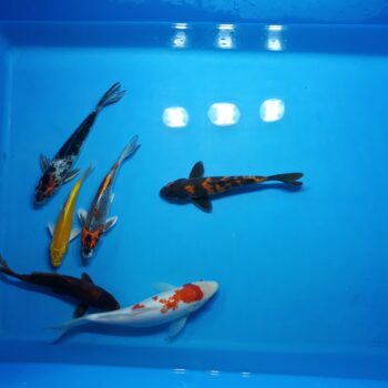 Select 7-11 Inch Koi Package 6 pcs Free Shipping