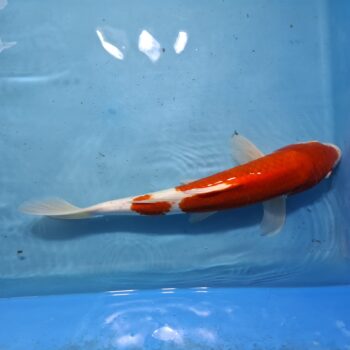 Kohaku 18 inch – 168 Koi Farm
