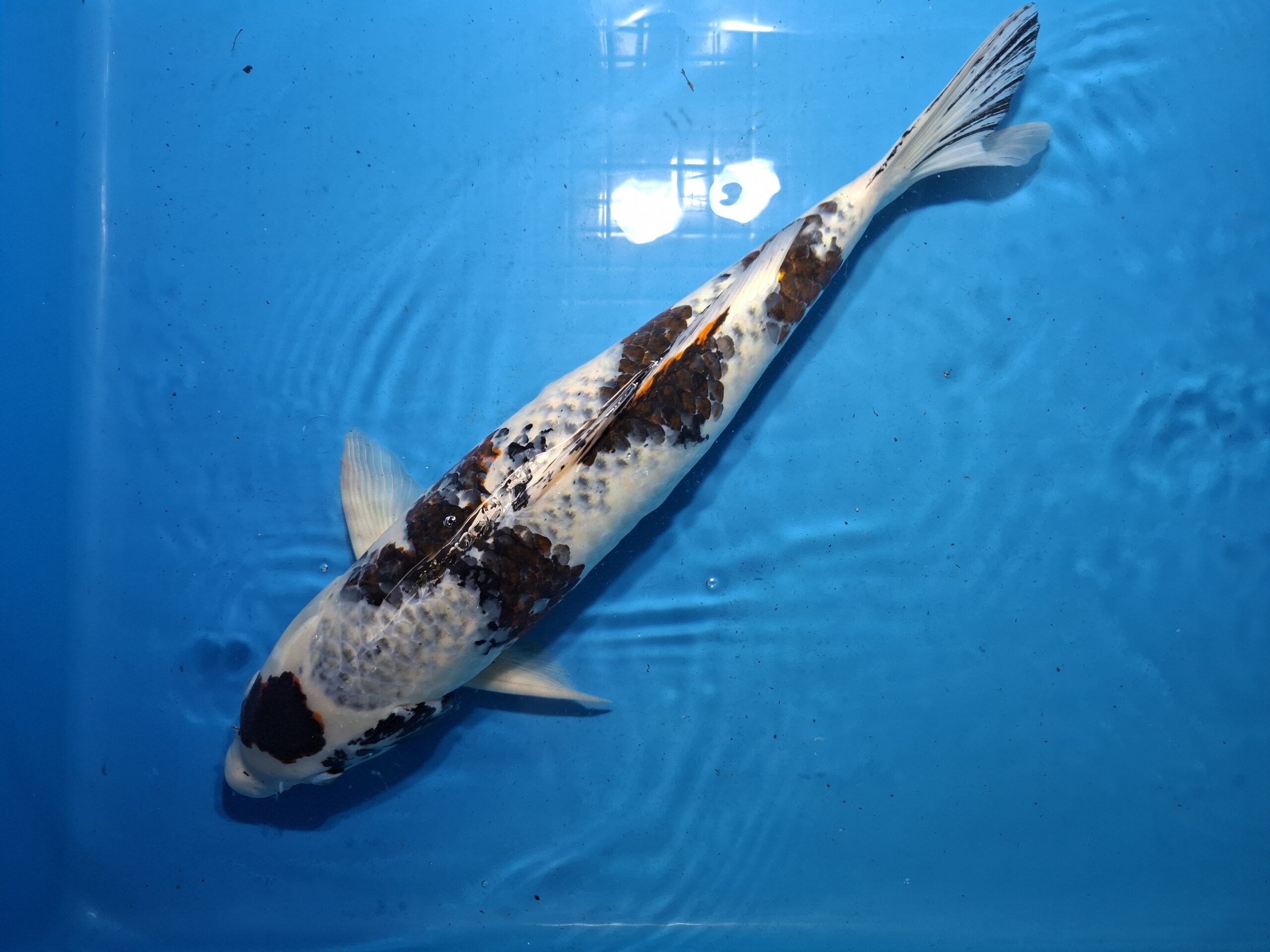 Koi Carp Fish Types And Interesting Facts Koi Carp Fish Types And Interesting Facts
