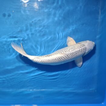 Ogon  16 inch