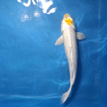 Ogon 17 inch