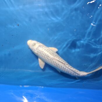 Ogon  16 inch