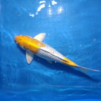 Kujaku 18 inch