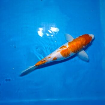 Doitsu Kuhaku 15 inches