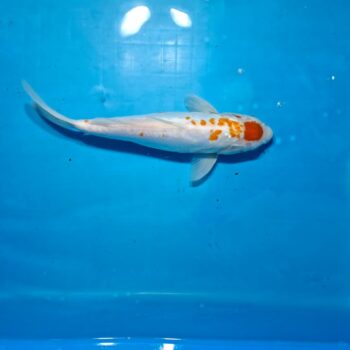 Tancho Kuhako 13 inches