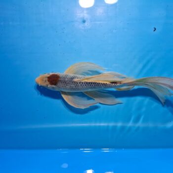 Butterfly  Tancho Goshiki 10 inches