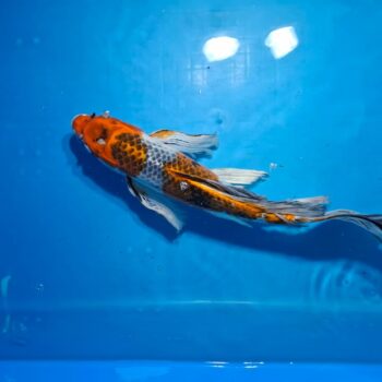 Butterfly Kujaku 14 inches