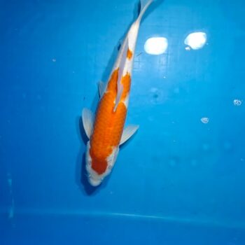 Tancho Kuhako 16 inches