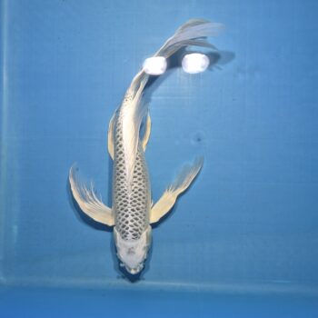 Butterfly Platinum Ogon 18 inch