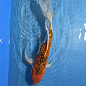 Butterfly Kujaku 18 inch