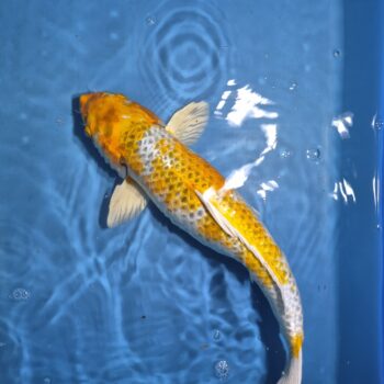 Hariwake 20 inch