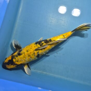 Ki Utsuri 21 inch