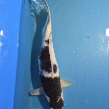Goromo 21 inch