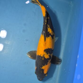 Ki Utsuri 23 inch