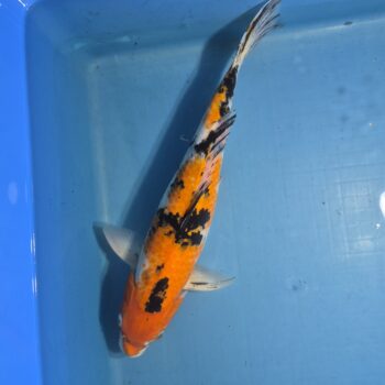 Sanke 20 inch