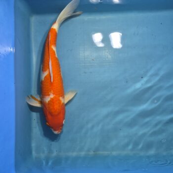 Kohaku 20 inch