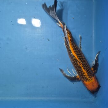 Butterfly Matsuba 21 inch