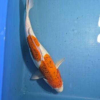 Goromo 21 inch
