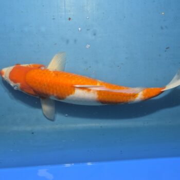 Kohaku 21 inch