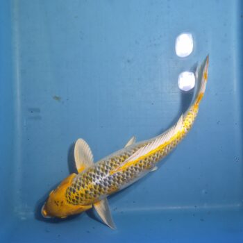 Kujaku 21 inch