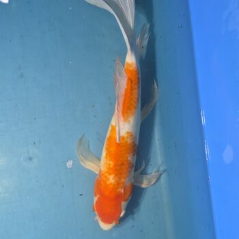 Butterfly Kohaku 18 inch