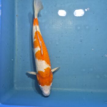 Kohaku 19 inch