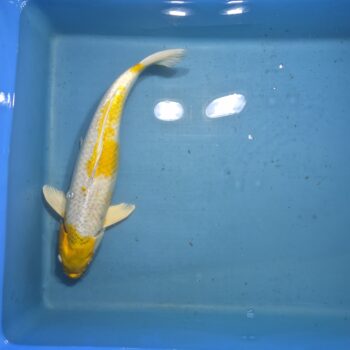 Hariwake 20 inch