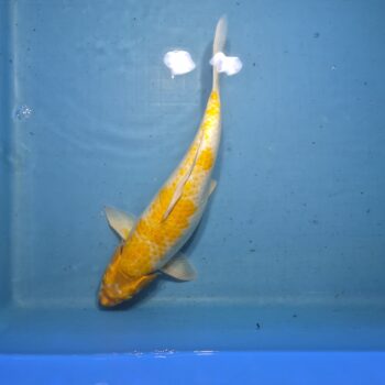 Hariwake 19 inch