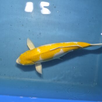 Hariwake 20 inch