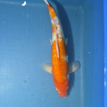 Ginrin Kohaku 20 inch