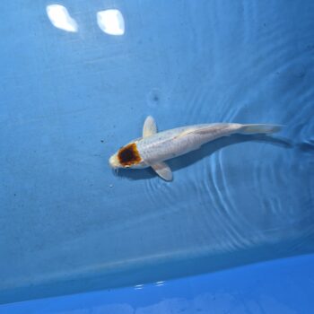 Tancho Goromo 12 inch