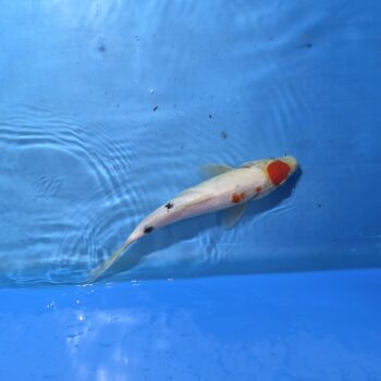 Tancho Sanke 12 inch